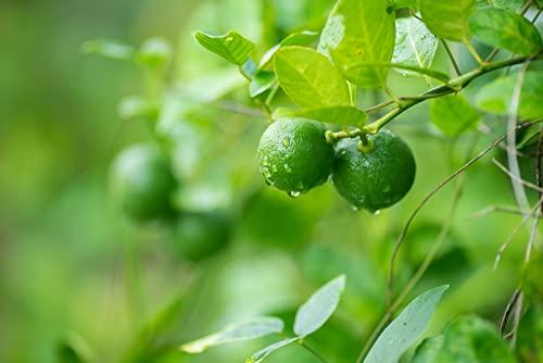 Lia's Lime Tree Seeds - Fast Growing Key Lime Tree Seeds - 20+ Fresh Seeds - Ships from Iowa, USA