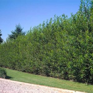aussie willow trees for planting – popular fast growing privacy tree or wind and sound barrier (100 cuttings)