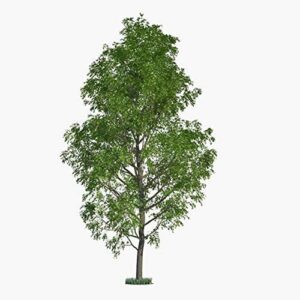 50 hybrid poplar tree cuttings – fast growing trees – grow 50 cottonless poplar trees