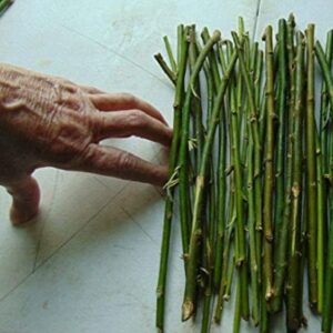 Thin Hybrid Willow Tree Cuttings for Planting Privacy Trees - Bulk Amounts - Pencil Size or Smaller Thickness - Great for Privacy Hedge Row (100 Thin Cuttings)