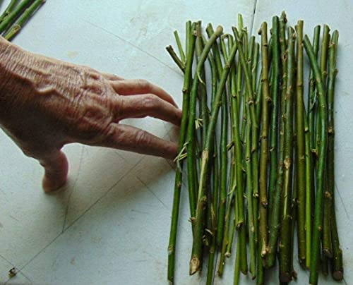 Thin Hybrid Willow Tree Cuttings for Planting Privacy Trees - Bulk Amounts - Pencil Size or Smaller Thickness - Great for Privacy Hedge Row (100 Thin Cuttings)