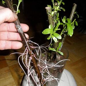 Thin Hybrid Willow Tree Cuttings for Planting Privacy Trees - Bulk Amounts - Pencil Size or Smaller Thickness - Great for Privacy Hedge Row (100 Thin Cuttings)