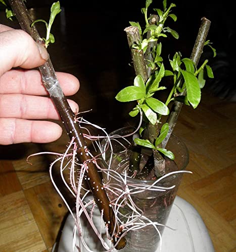 Thin Hybrid Willow Tree Cuttings for Planting Privacy Trees - Bulk Amounts - Pencil Size or Smaller Thickness - Great for Privacy Hedge Row (100 Thin Cuttings)