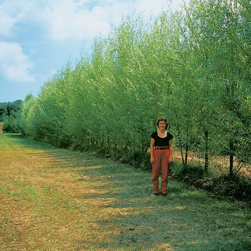 Thin Hybrid Willow Tree Cuttings for Planting Privacy Trees - Bulk Amounts - Pencil Size or Smaller Thickness - Great for Privacy Hedge Row (100 Thin Cuttings)