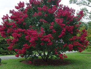 centennial spirit crape myrtle, pack of 5, bright red, matures 14′-16′ (2-4ft tall when shipped, well rooted with pot in soil)