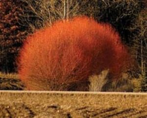 red flame willow trees – burning bush – fast growing and stunning color (2 trees)