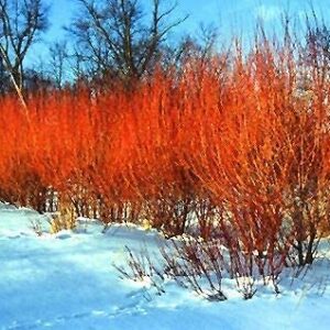 Red Flame Willow Trees - Burning Bush - Fast Growing and Stunning Color (2 Trees)