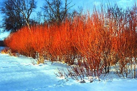 Red Flame Willow Trees - Burning Bush - Fast Growing and Stunning Color (2 Trees)