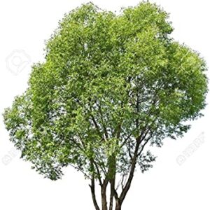 100 Austree Hybrid Willow Trees, Fastest Growing Shade or Privacy Tree - Austree Hybrid Willow Tree - 100 Live Trees