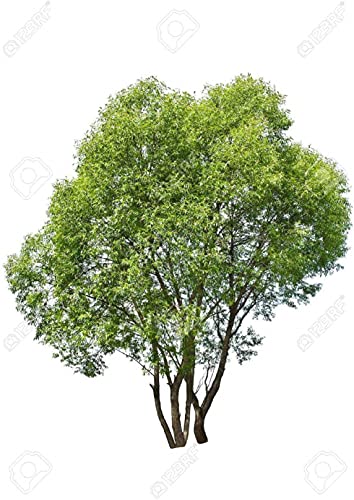 100 Austree Hybrid Willow Trees, Fastest Growing Shade or Privacy Tree - Austree Hybrid Willow Tree - 100 Live Trees