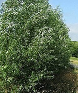 100 austree hybrid willow trees, fastest growing shade or privacy tree – austree hybrid willow tree – 100 live trees