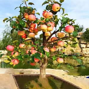 30 pcs dwarf bonsai apple tree seeds, grow exotic indoor fruit tree rare seeds