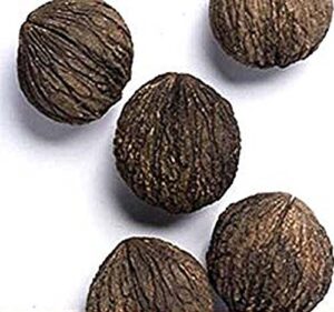 25 seeds x black walnut tree nut seeds, juglans nigra – northern – hardy to zone 5 – by myseeds.co (25 seeds)