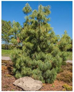 earthcare seeds mexican weeping pine 60 seeds (pinus patula) fast growing evergreen tree – great bonsai project