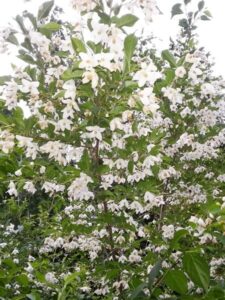 tristar plants – japanese snowbell tree, 1 gallon trade pot, 4’ft tall, styrax japonicus, spring, fragrant white flowers, fall color, fast growing trees
