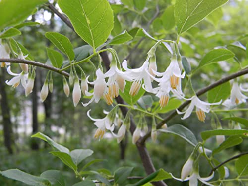 TriStar Plants - Japanese Snowbell Tree, 1 Gallon Trade Pot, 4'ft Tall, Styrax Japonicus, Spring, Fragrant White Flowers, Fall Color, Fast Growing Trees