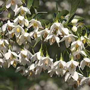 TriStar Plants - Japanese Snowbell Tree, 1 Gallon Trade Pot, 4'ft Tall, Styrax Japonicus, Spring, Fragrant White Flowers, Fall Color, Fast Growing Trees