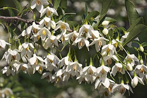 TriStar Plants - Japanese Snowbell Tree, 1 Gallon Trade Pot, 4'ft Tall, Styrax Japonicus, Spring, Fragrant White Flowers, Fall Color, Fast Growing Trees