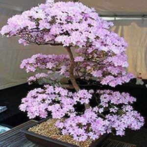 Flower Seeds for Planting Bonsai Tree Japanese Sakura Seeds Rare Japanese Cherry Blossoms Seeds 50 Pcs Pink Prunus Serrulata Fragrant Fast-Growing Flowers Seeds