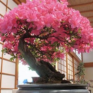 Flower Seeds for Planting Bonsai Tree Japanese Sakura Seeds Rare Japanese Cherry Blossoms Seeds 50 Pcs Pink Prunus Serrulata Fragrant Fast-Growing Flowers Seeds