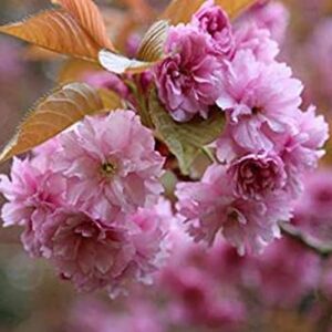 Flower Seeds for Planting Bonsai Tree Japanese Sakura Seeds Rare Japanese Cherry Blossoms Seeds 50 Pcs Pink Prunus Serrulata Fragrant Fast-Growing Flowers Seeds