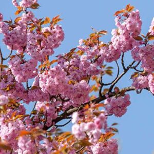 Flower Seeds for Planting Bonsai Tree Japanese Sakura Seeds Rare Japanese Cherry Blossoms Seeds 50 Pcs Pink Prunus Serrulata Fragrant Fast-Growing Flowers Seeds