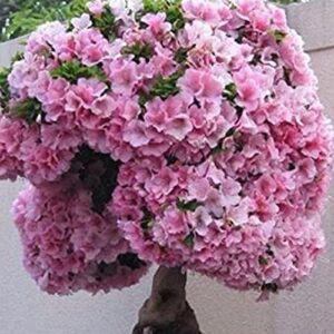 Flower Seeds for Planting Bonsai Tree Japanese Sakura Seeds Rare Japanese Cherry Blossoms Seeds 50 Pcs Pink Prunus Serrulata Fragrant Fast-Growing Flowers Seeds