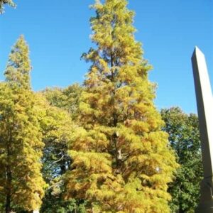 Pond Cypress | 10 Live Trees | Taxodium Ascendens | Wet Tolerant Fast Growing Shade Tree