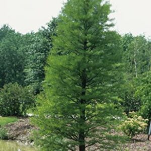 Pond Cypress | 10 Live Trees | Taxodium Ascendens | Wet Tolerant Fast Growing Shade Tree