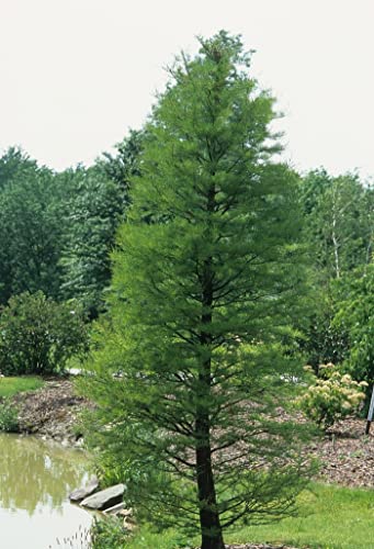 Pond Cypress | 10 Live Trees | Taxodium Ascendens | Wet Tolerant Fast Growing Shade Tree