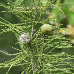 Pond Cypress | 10 Live Trees | Taxodium Ascendens | Wet Tolerant Fast Growing Shade Tree