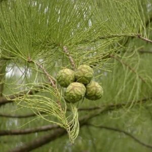 Pond Cypress | 10 Live Trees | Taxodium Ascendens | Wet Tolerant Fast Growing Shade Tree