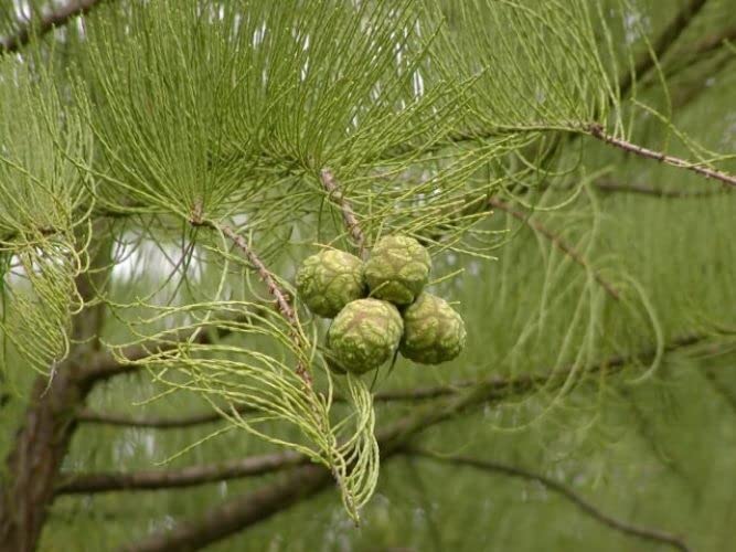 Pond Cypress | 10 Live Trees | Taxodium Ascendens | Wet Tolerant Fast Growing Shade Tree
