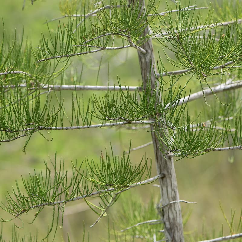 Pond Cypress | 10 Live Trees | Taxodium Ascendens | Wet Tolerant Fast Growing Shade Tree