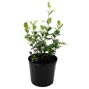 amplex confederate jasmine vine live plant, 3 gallon, creeping vine