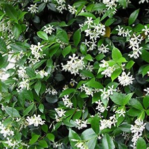 AMPLEX Confederate Jasmine Vine Live Plant, 3 gallon, Creeping Vine