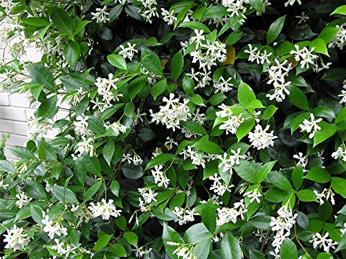 AMPLEX Confederate Jasmine Vine Live Plant, 3 gallon, Creeping Vine