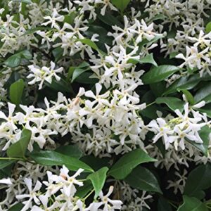 AMPLEX Confederate Jasmine Vine Live Plant, 3 gallon, Creeping Vine