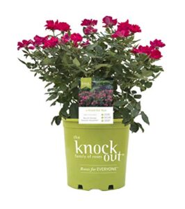 star roses knockout series 15048 series rose knock out the original, 19cm