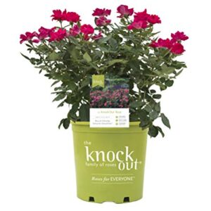 Star Roses Knockout Series 15048 Series Rose Knock Out The Original, 19cm