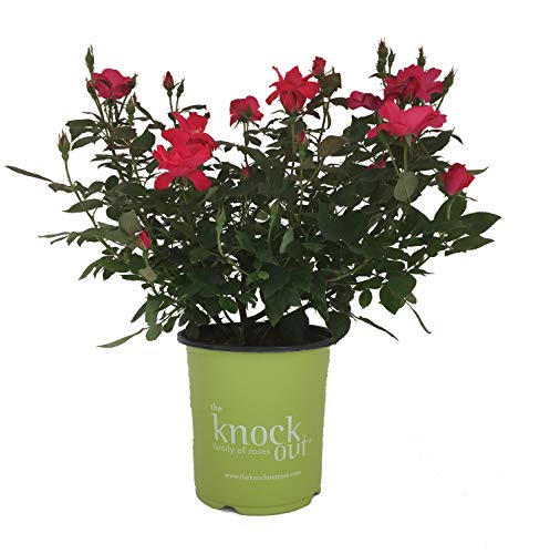 Star Roses Knockout Series 15048 Series Rose Knock Out The Original, 19cm