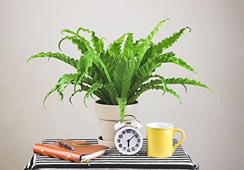 American Plant Exchange Live Japanese Bird’s Nest Fern Plant, Plant Pot for Home and Garden Decor, 6" Pot