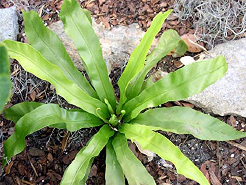 American Plant Exchange Live Japanese Bird’s Nest Fern Plant, Plant Pot for Home and Garden Decor, 6" Pot