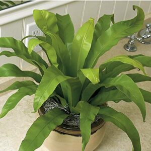 American Plant Exchange Live Japanese Bird’s Nest Fern Plant, Plant Pot for Home and Garden Decor, 6" Pot