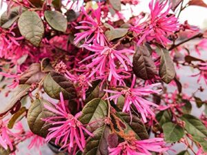tristar plants – ruby loropetalum- 1 gallon, 3′-4’ft tall potted plant, healthy established roots, fast growing trees, fall color, evergreen, loropetalum chinense