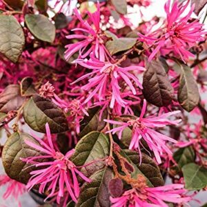 TriStar Plants - Ruby Loropetalum- 1 Gallon, 3'-4'ft Tall Potted Plant, Healthy Established Roots, Fast Growing Trees, Fall Color, Evergreen, Loropetalum chinense