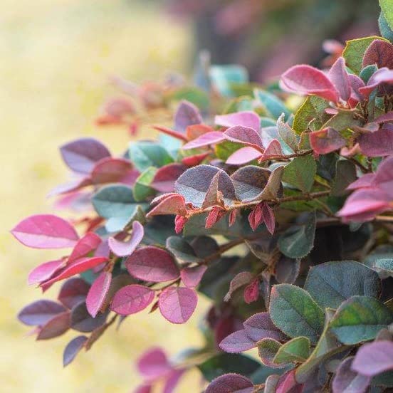 TriStar Plants - Ruby Loropetalum- 1 Gallon, 3'-4'ft Tall Potted Plant, Healthy Established Roots, Fast Growing Trees, Fall Color, Evergreen, Loropetalum chinense