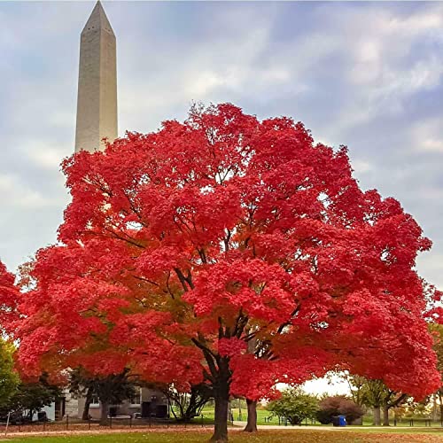 Froze Red Maple Tree - 12-16inch Tall Seedling - Quart Pot - Live Plant - Acer rubrum