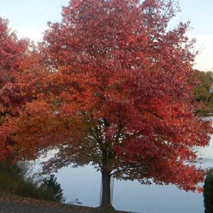 Froze Red Maple Tree - 12-16inch Tall Seedling - Quart Pot - Live Plant - Acer rubrum