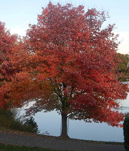 Froze Red Maple Tree - 12-16inch Tall Seedling - Quart Pot - Live Plant - Acer rubrum